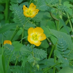 Kallstroemia grandiflora