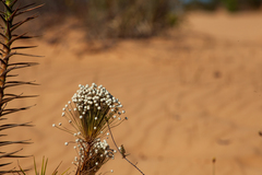 Paepalanthus chiquitensis
