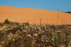 Paepalanthus chiquitensis
