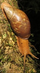 Plekocheilus floccosus