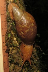 Plekocheilus floccosus