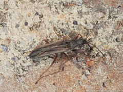 Paromius longulus