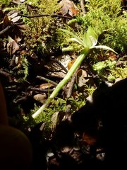 Adenochilus gracilis