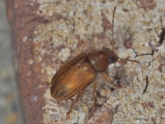 Colaspis recurva