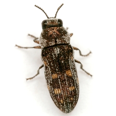 Acmaeoderopsis junki