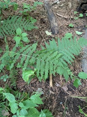 Deparia acrostichoides