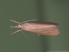 Diatraea evanescens