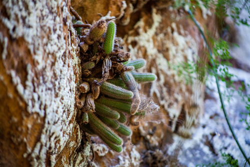 Pilosocereus parvus
