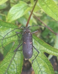 Susuacanga stigmatica