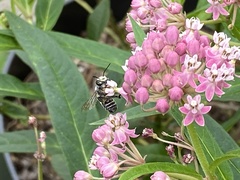 Megachile texana