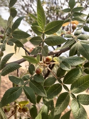Bursera palmeri