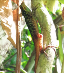 Anolis ventrimaculatus