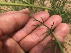 Hymenopappus flavescens