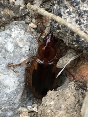 Tanystoma maculicolle