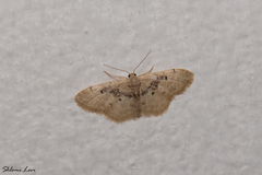 Idaea intermedia