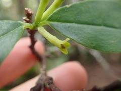 Wikstroemia