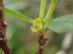 Wikstroemia