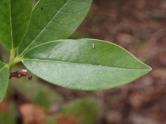 Wikstroemia