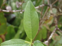Wikstroemia