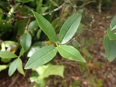 Wikstroemia
