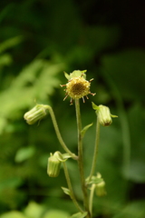 Rugelia nudicaulis