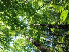 Fraxinus nigra image