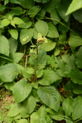 Rugelia nudicaulis