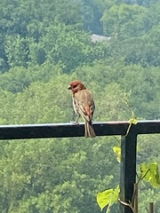 Haemorhous mexicanus