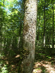 Ostrya virginiana image