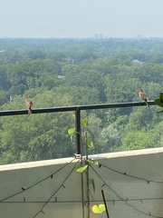 Haemorhous mexicanus