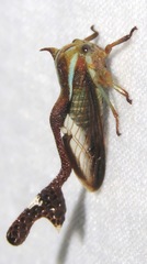 Heteronotus