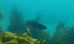 Odax pullus