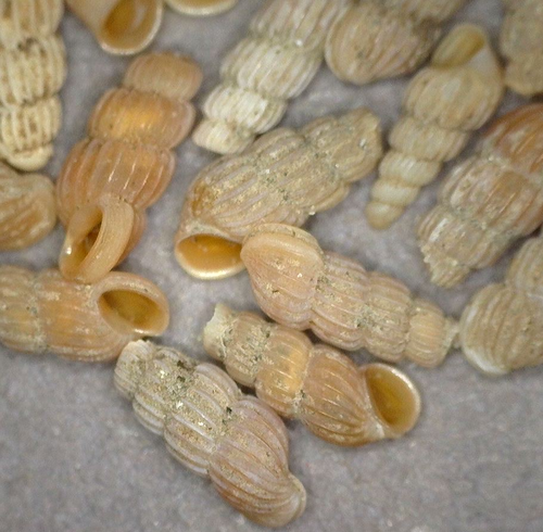 Truncatella regina, 2004-02-07
