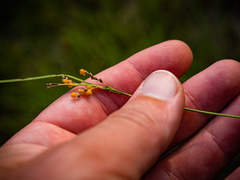 Carex aurea
