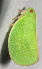 Acanaloniidae