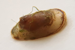 Acroloxus lacustris