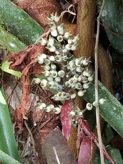 Aechmea angustifolia