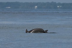 Tursiops truncatus