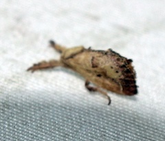 Adoneta bicaudata