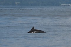 Tursiops truncatus