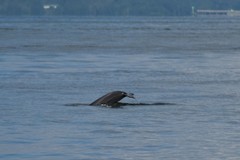 Tursiops truncatus