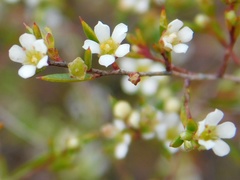 Coleonema juniperinum