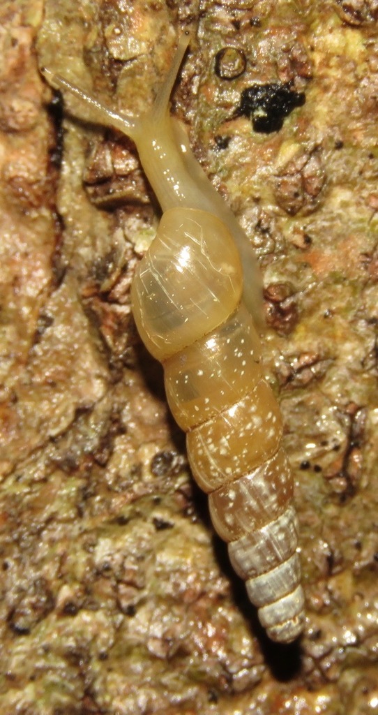 Stenogyra