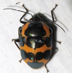 Augocoris gomesii