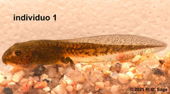 Las Bayas Frog photo 3