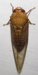 Carineta gemella
