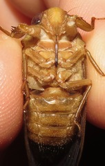 Carineta gemella