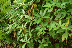 Rhododendron smokianum