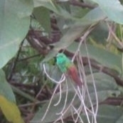 Saucerottia beryllina