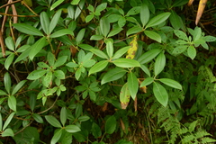 Rhododendron smokianum